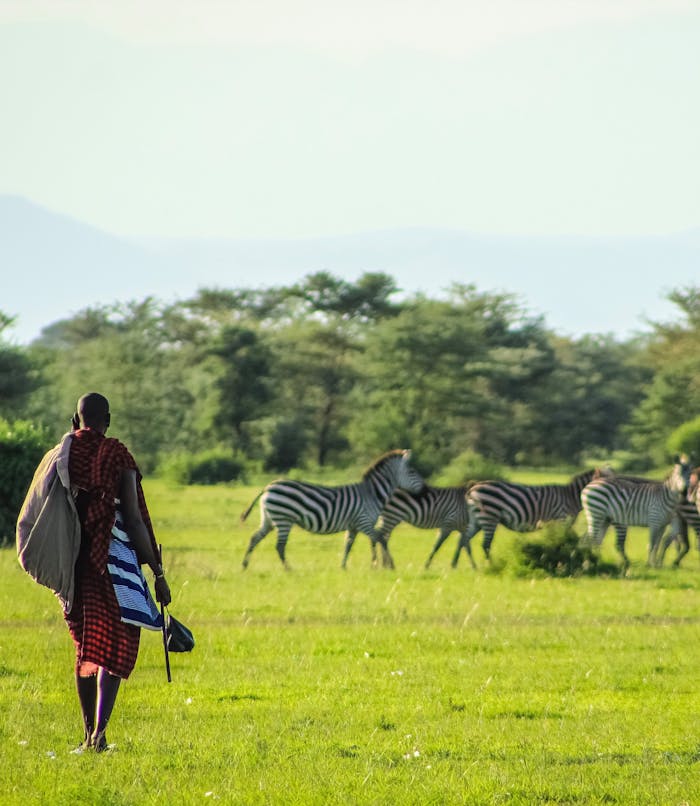 A Maasai individual walking through the African savanna, observing a group of zebras at daytime.